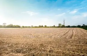 Hot Giri Farmland
