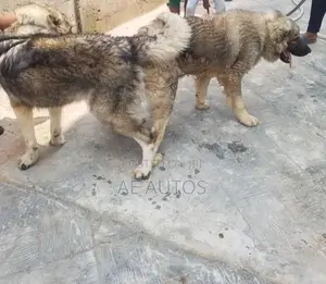 0-1 month Female Purebred Caucasian Shepherd