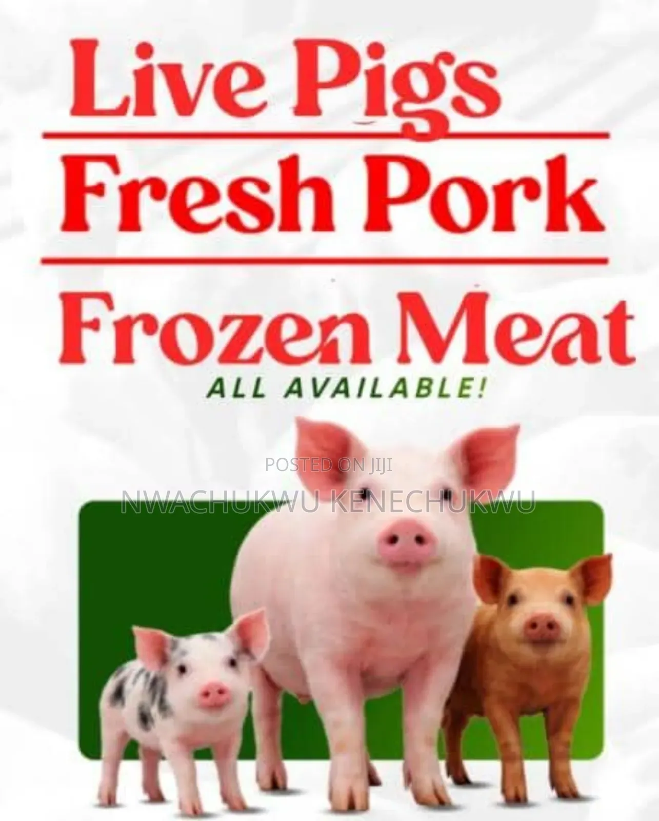 Pig Meat Pork