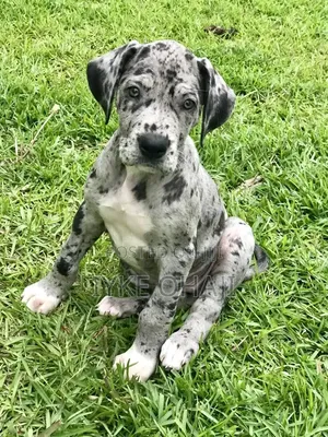 1-3 months Female Purebred Great Dane