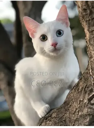 6-12 months Female Purebred Turkish Angora