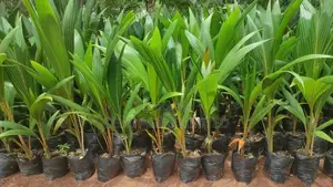 High Yield Coconut Seedling