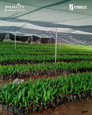 Palmcity Agro Real Estate