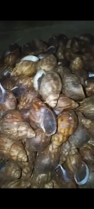 Fresh Forest Snails for Sale in Ajah