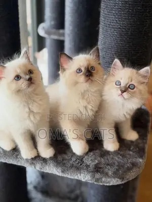 1-3 months Female Purebred Ragdoll