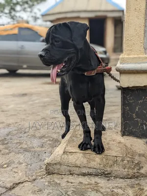 1+ year Male Purebred Cane Corso