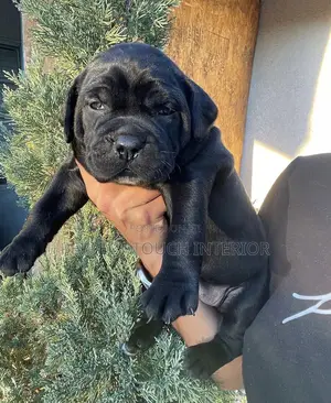 0-1 month Male Purebred Cane Corso