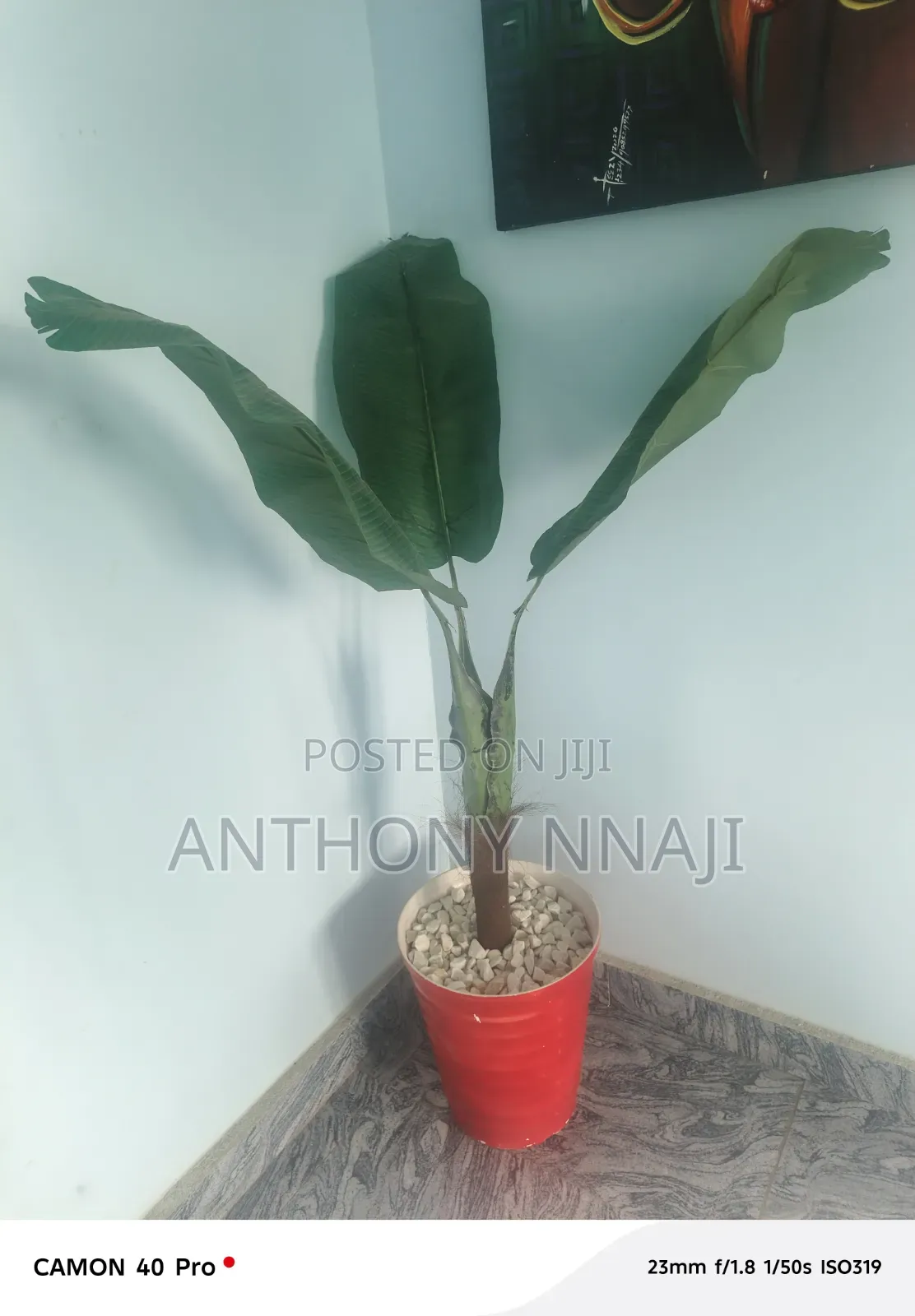 Beautiful Plaintain Flower and Vase