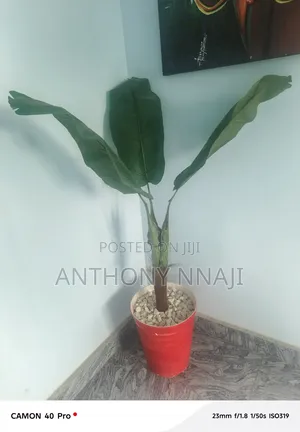 Beautiful Plaintain Flower and Vase