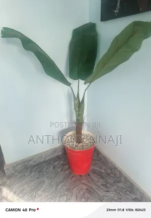 Beautiful Plaintain Flower and Vase