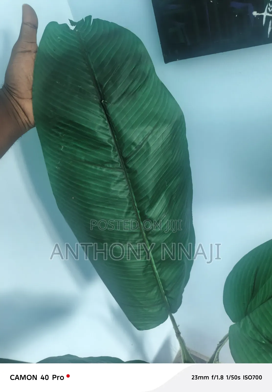 Beautiful Plaintain Flower and Vase