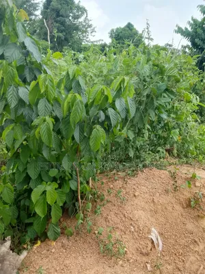 Half Plot of Land at Ajibade-Apete,With 500pcs of Blocks 5tons Gravel