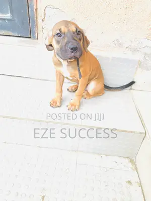 1-3 months Female Mixed Breed Boerboel