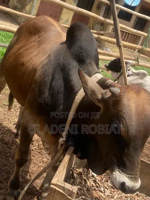Jumbo Size Cow For Sales.High Meat