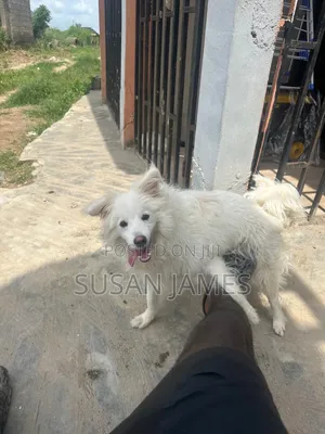 1+ year Male Purebred American Eskimo