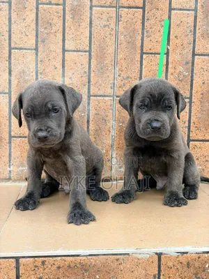 1-3 months Male Purebred Cane Corso