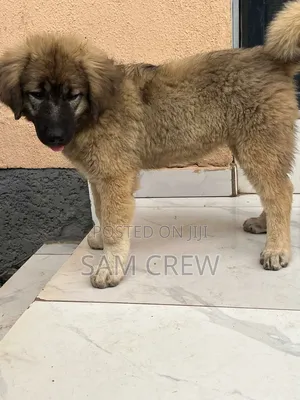 1-3 months Female Purebred Caucasian Shepherd