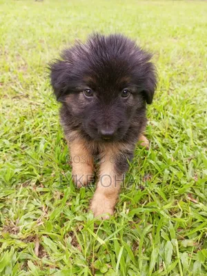 1-3 months Male Purebred German Shepherd