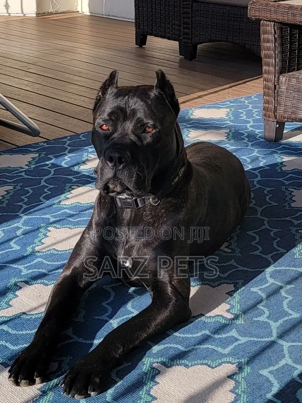 1+ year Female Purebred Cane Corso