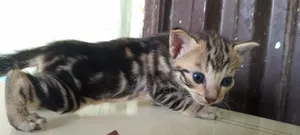 0-1 month Female Mixed Breed Savannah