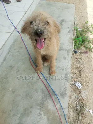 3-6 months Female Purebred German Shepherd
