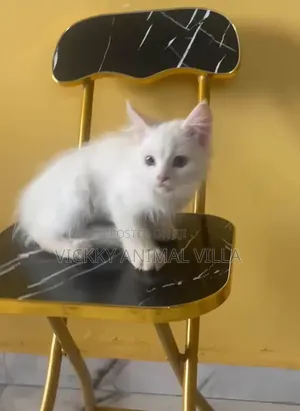 1-3 months Male Purebred Persian