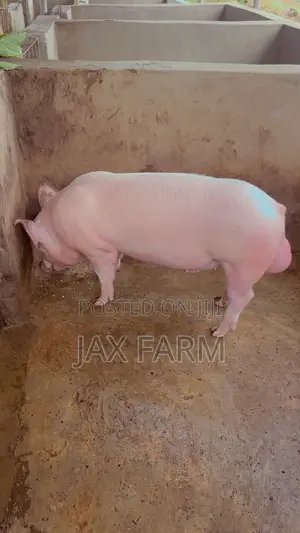 Pure Hybrid Boar ( Ready to Cross )