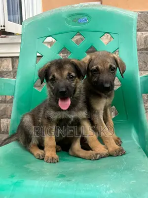 1-3 months Female Purebred German Shepherd