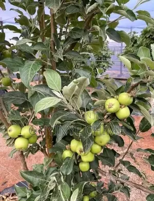 Green Apple Seedlings