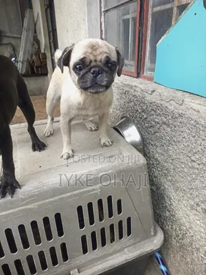 6-12 months Female Purebred Pug