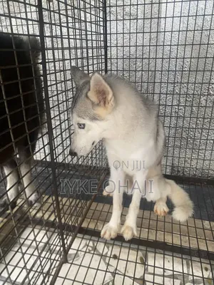 3-6 months Female Purebred Siberian Husky
