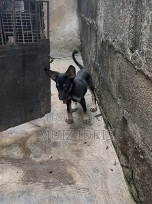 1-3 months Male Purebred German Shepherd