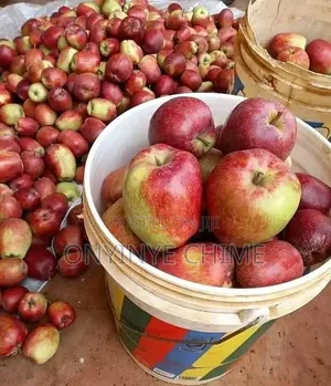 Wambugu Apple Seedlings