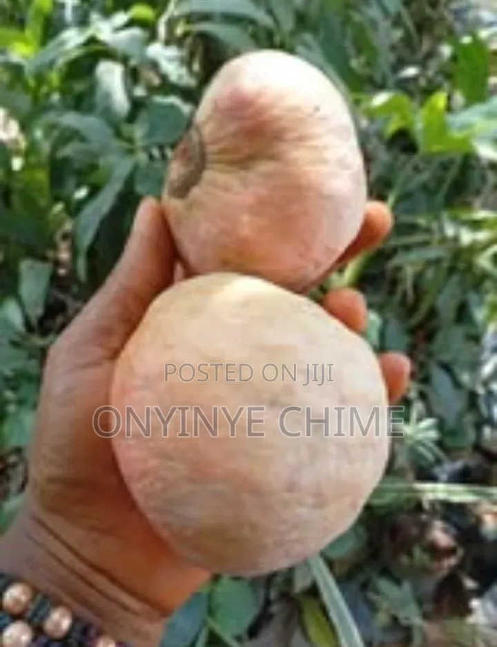 Custard Apple