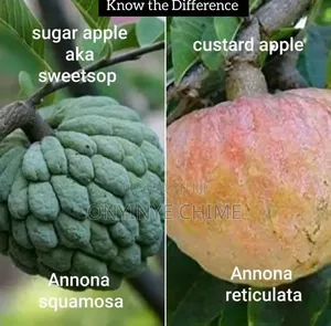 Custard Apple