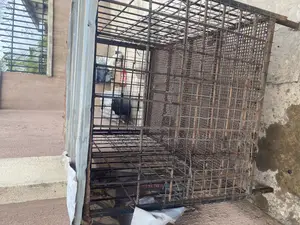 Iron Dog Cage