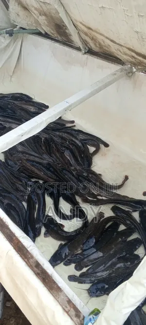 Catfish Farmer
