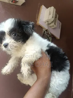 1-3 months Male Purebred Lhasa Apso