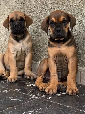 1-3 months Male Purebred Boerboel