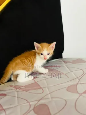 1-3 months Female Purebred Tabby
