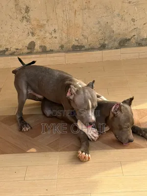 3-6 months Female Purebred Bull Terrier