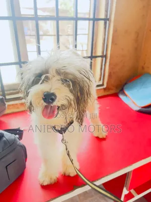 3-6 months Male Purebred Shih Tzu