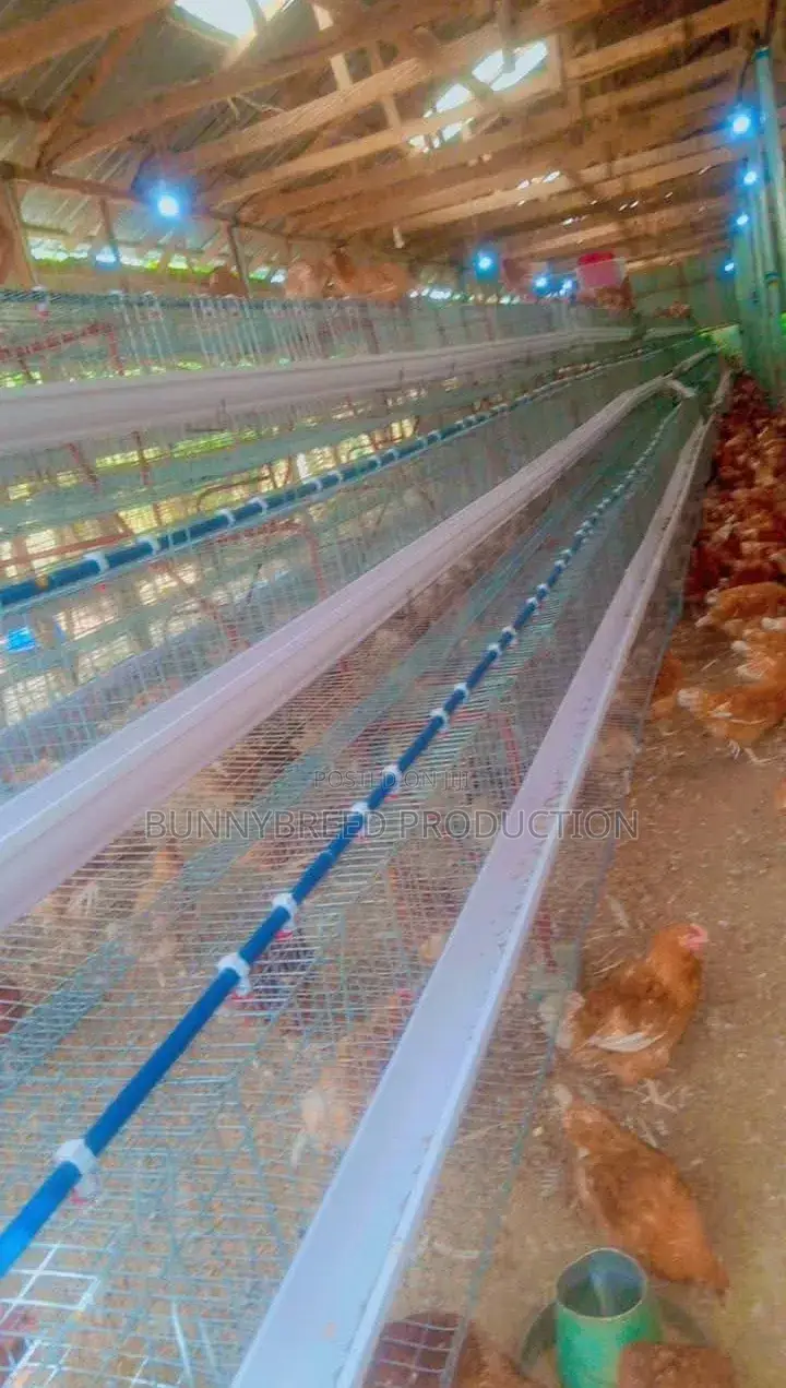 Readymade Poultry And Rabbit Cage