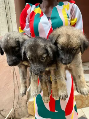 0-1 month Male Purebred Caucasian Shepherd
