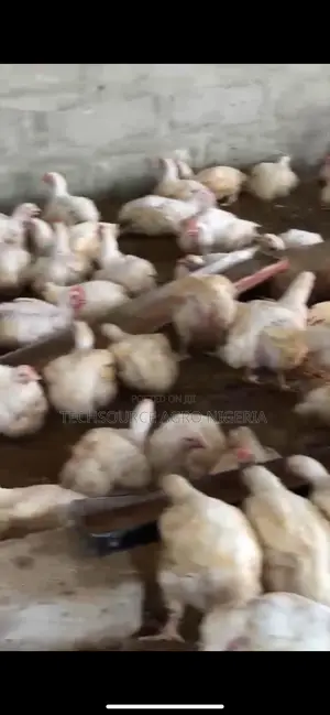 Broilers Chicken