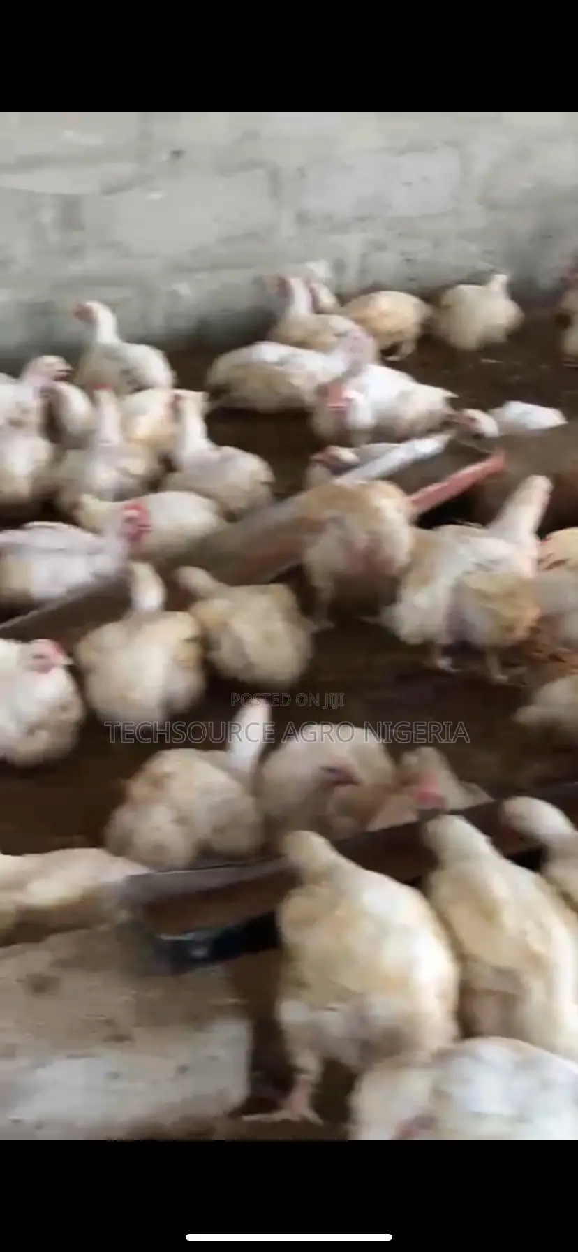 Broilers Chicken
