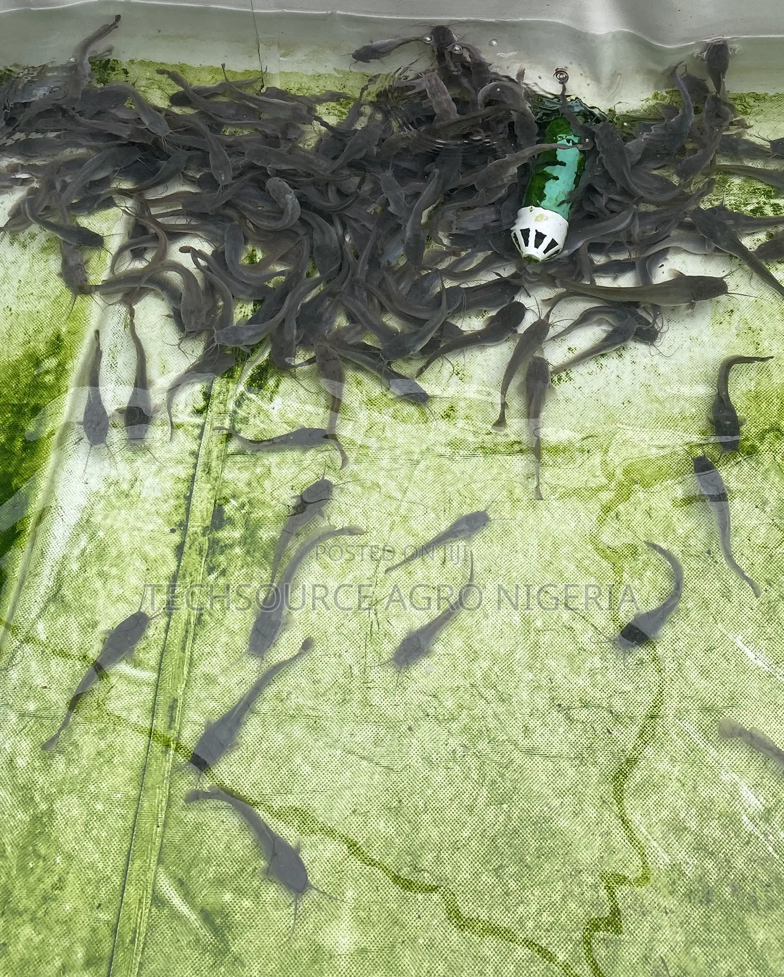 Catfish Farming