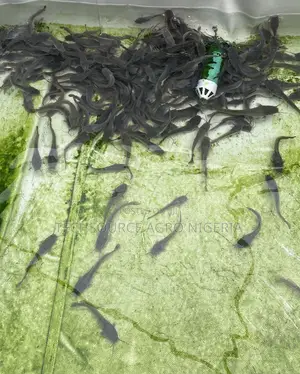 Catfish Farming