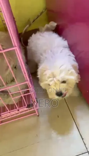 3-6 months Male Purebred Lhasa Apso