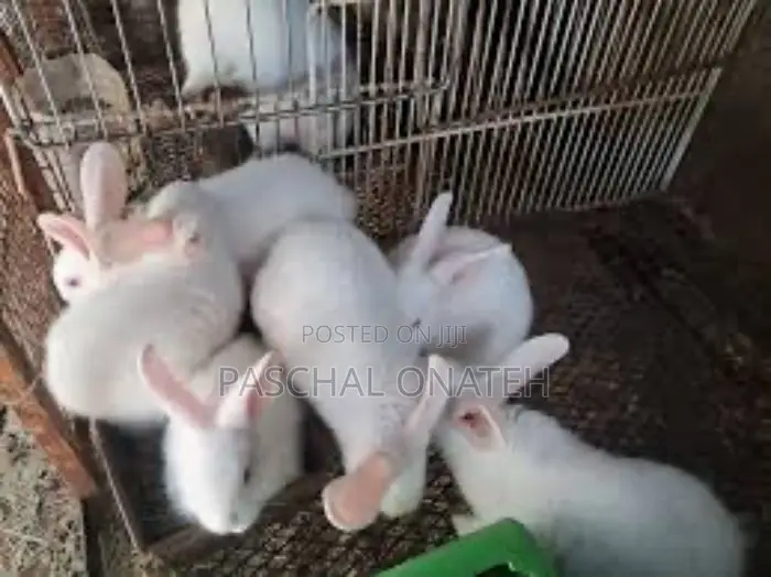 Foreign Rabbit /Weaners Available
